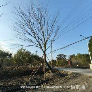 18公分(5杆)丛生朴树