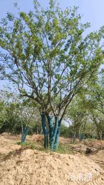 110公分(5杆)丛生朴树