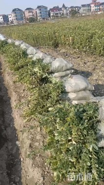 高度30厘米金边黄杨