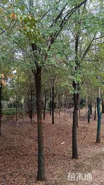 8公分榔榆
