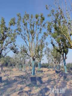 30公分丛生朴树