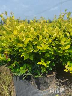 高度50厘米金森女贞