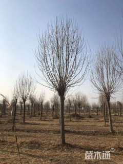 18公分金叶白蜡