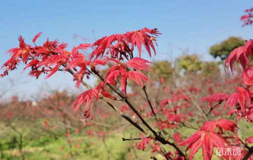 10公分日本红枫
