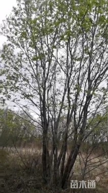 高度10厘米丛生五角枫