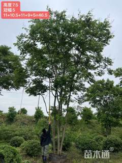 60公分(6杆)丛生无患子