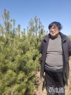 高度2000厘米白皮松