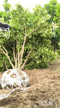 16公分(3杆)丛生香泡