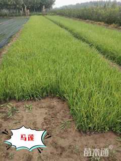 高度50厘米迎春花