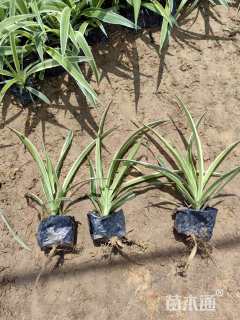 高度20厘米吊兰