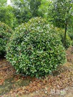 10公分红叶石楠