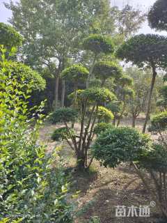 2公分造型小叶女贞