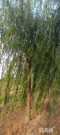 14公分垂柳