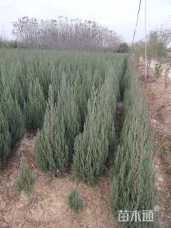 高度160厘米河南桧