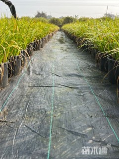 高度30厘米金叶石菖蒲