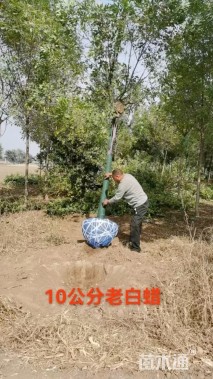 10公分老式白蜡