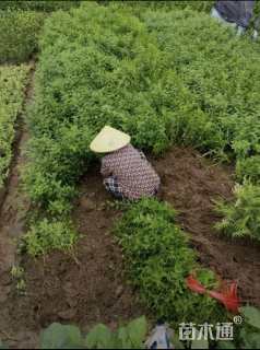 高度40厘米黄刺玫