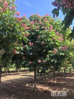 10公分红花七叶树