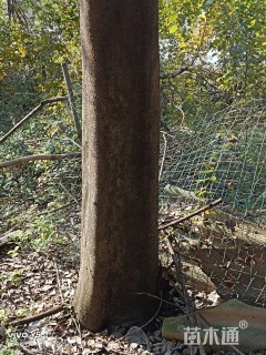 高度4000厘米桧柏