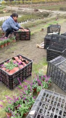 高度30厘米墨西哥鼠尾草