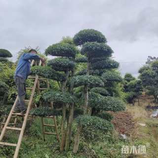 40公分造型榔榆