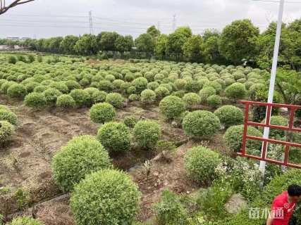 冠幅120厘米银姬小蜡球