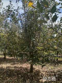 12公分垂丝海棠