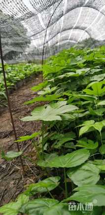 高度30厘米八角金盘