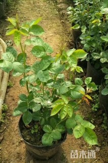 高度20厘米欧洲月季