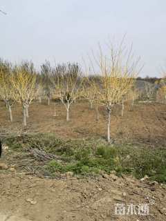 10公分金枝垂槐