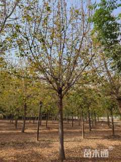 18公分金叶复叶槭