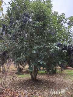 65公分丛生女贞