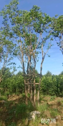 50公分丛生乌桕