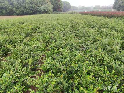 高度35厘米小叶蚊母