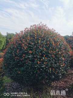 冠幅300厘米红叶石楠球