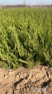 冠幅50厘米龙柏球