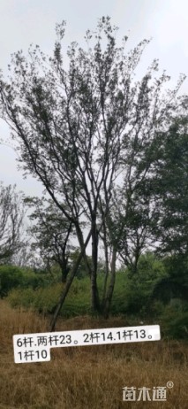 30公分丛生朴树