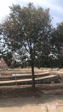 20公分大叶女贞