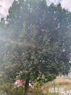 28公分红果冬青