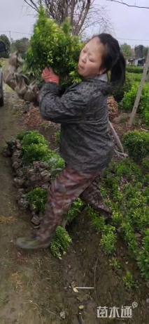 高度30厘米雀舌黄杨小苗