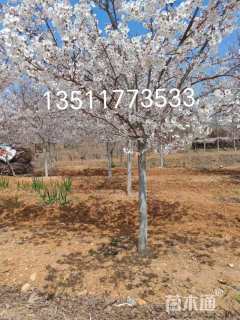 8公分染井吉野樱