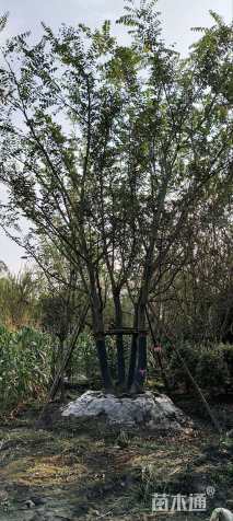 12公分(5杆)丛生朴树