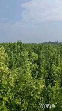 高度180厘米北海道黄杨