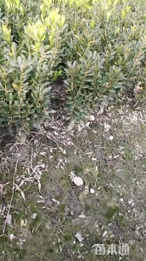 高度30厘米瓜子黄杨