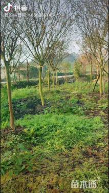 高度400厘米红花紫薇