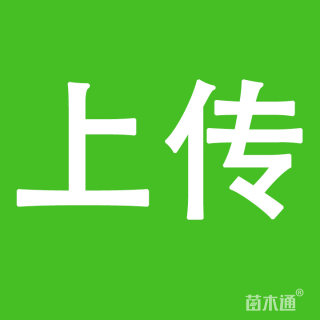 20公分造型赤松