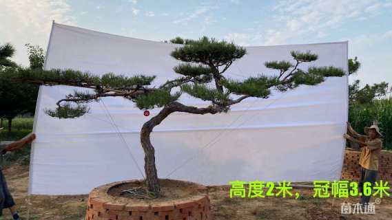 20公分造型油松