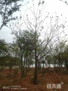 20公分朴树