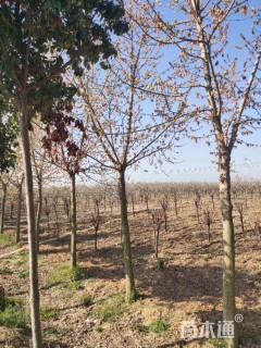 12公分金叶复叶槭