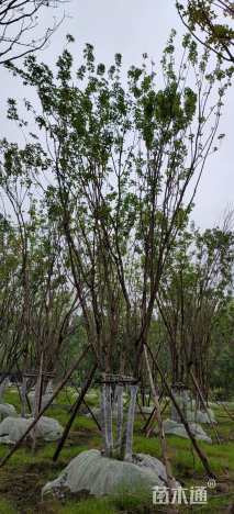 高度600厘米丛生元宝枫